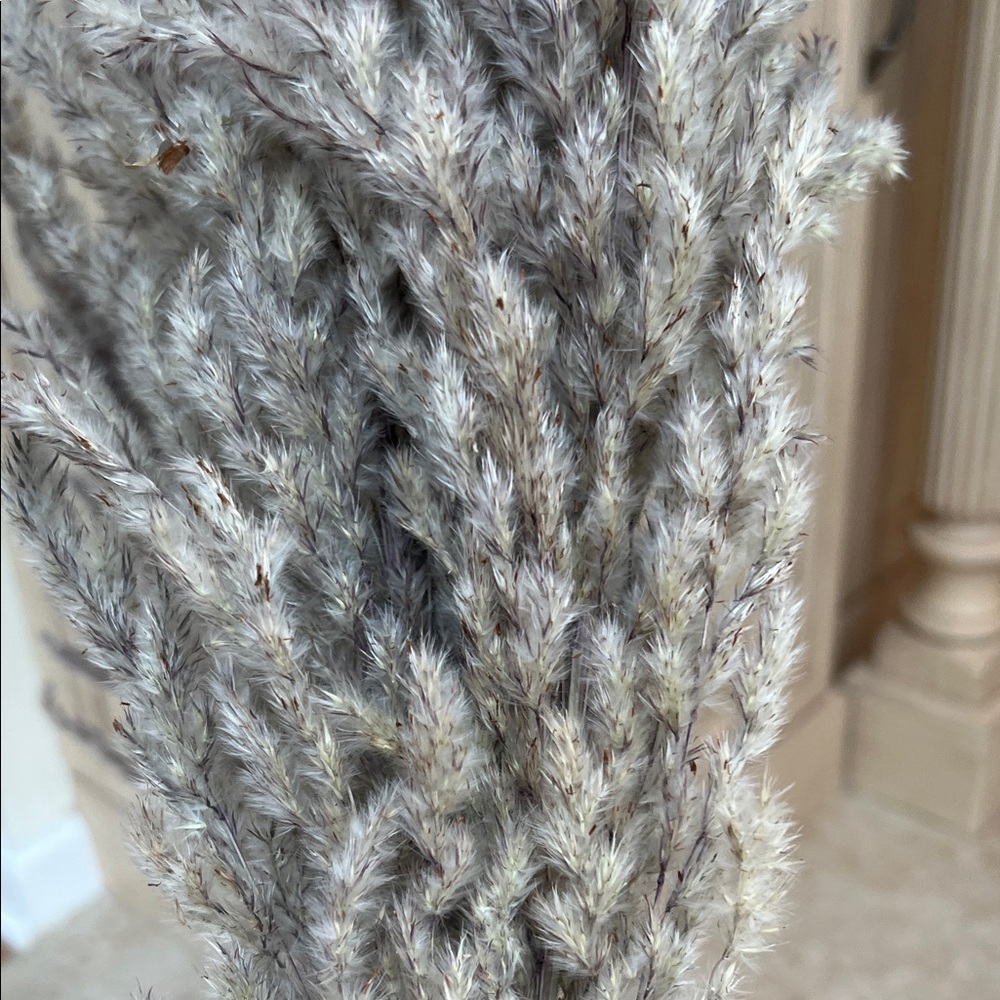 Natural Pampas Grass Gray Set of 5 Stems, Short Length 24" - Picture 4 of 5